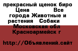 прекрасный щенок биро › Цена ­ 20 000 - Все города Животные и растения » Собаки   . Московская обл.,Красноармейск г.